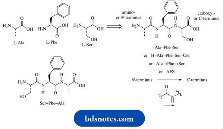 Amino Acids Peptides And Proteins Peptides And Proteins
