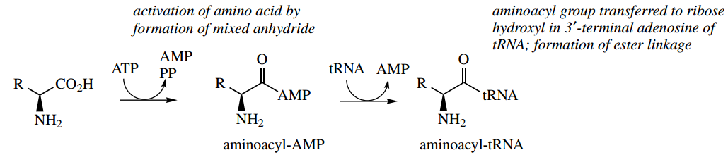 Amino Acids Peptides And Proteins Ribosomal Peptide Biosynthesis