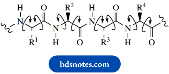 Amino Acids Peptides And Proteins Rotational Freedom