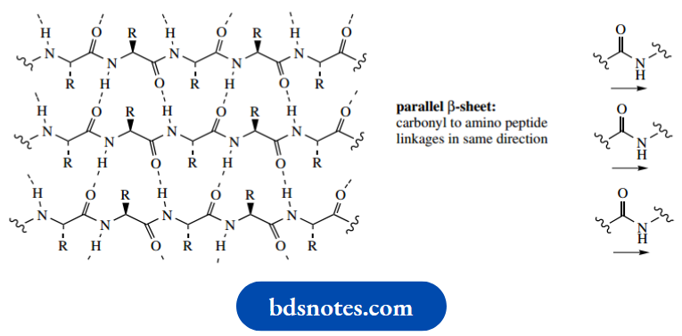 Amino Acids Peptides And Proteins Secondary Structure Of Protein.