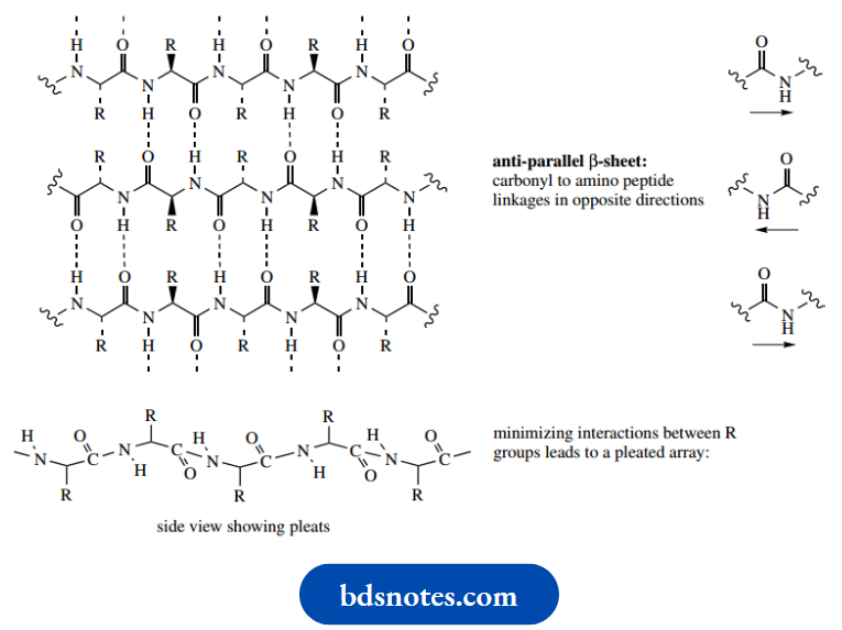 Amino Acids Peptides And Proteins Secondary Structure Of Protein