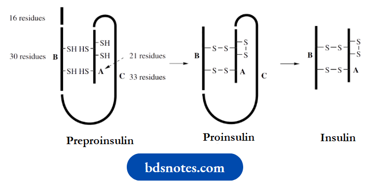 Amino Acids Peptides And Proteins Single Straight Chain Polypeptide