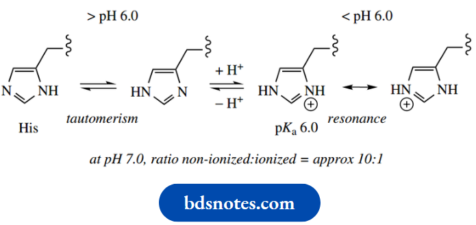 Amino Acids Peptides And Proteins Tautomerism And Resonance