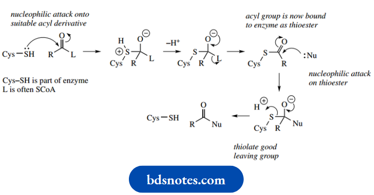 Amino Acids Peptides And Proteins Thioesters As Intermediates