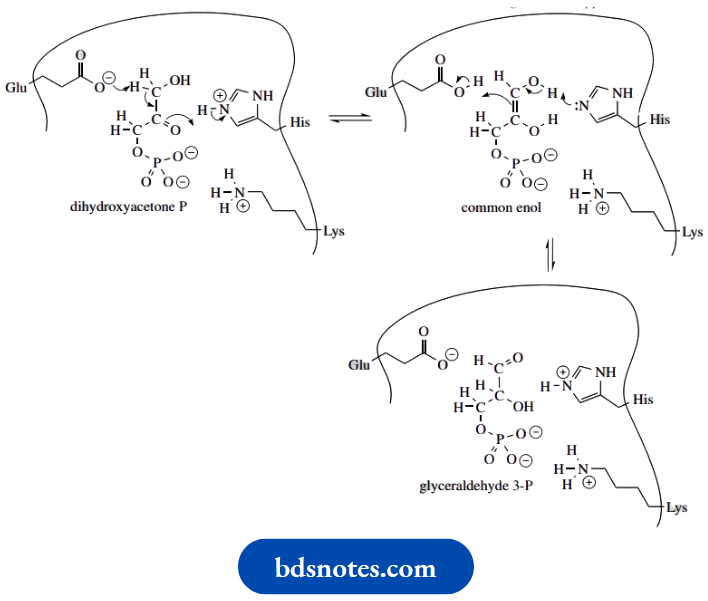 Amino Acids Peptides And Proteins Triose Phosphate Isomerase Mechanism Of Action