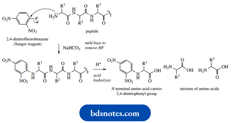 Amino Acids Peptides And Proteins Use Of Sanger Reagent