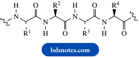 Amino Acids Peptides And Proteins Zig Zag Conformation Main Chain