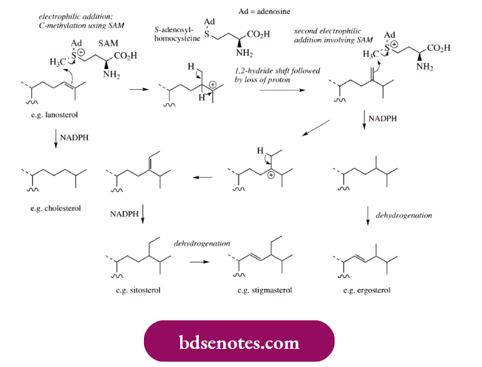 Electrophilic Reactions A Principal Structural Difference Between Ergosterol And Cholesterol