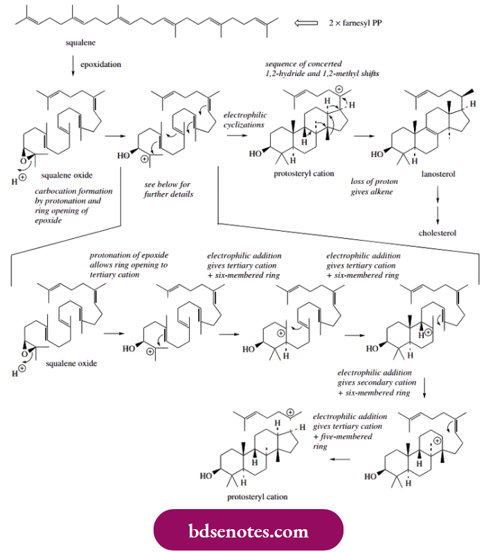 Electrophilic Reactions Cyclization Involves The Neryl Cation With Electrophilic Attack