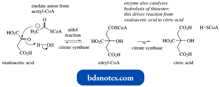 Nucleophilic Reactions Involving Enolate Aldol Reaction Is Encountered In The Krebs Cycle