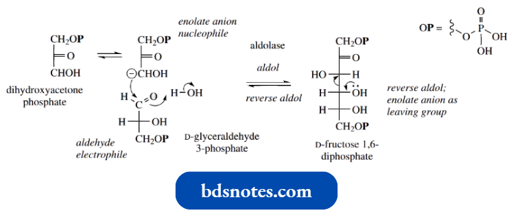Nucleophilic Reactions Involving Enolate Aldolase