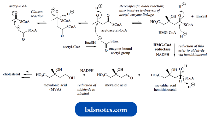 Nucleophilic Reactions Involving Enolate Claisen And Aldol Reaction In Nature