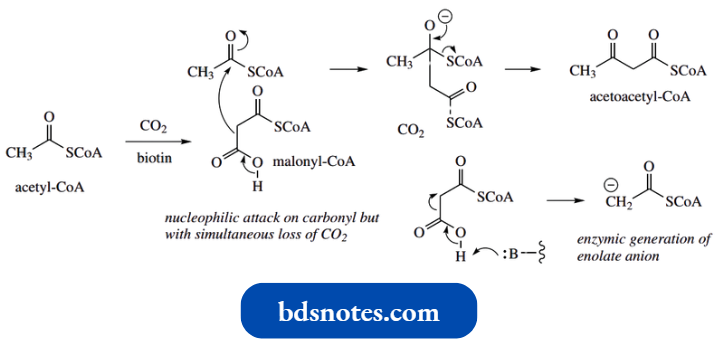 Nucleophilic Reactions Involving Enolate Claisen Reaction In Nature Involving Malonyl CoA