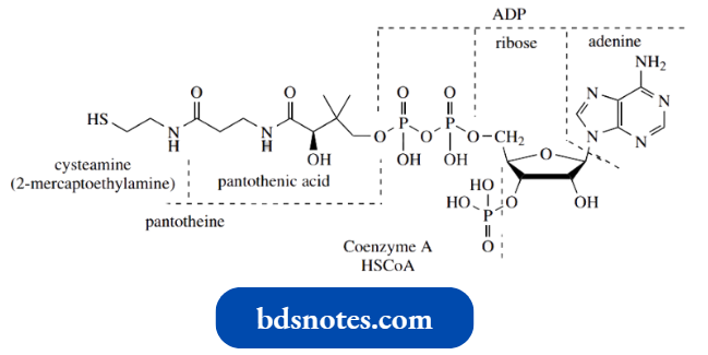 Nucleophilic Reactions Involving Enolate Coenzyme A