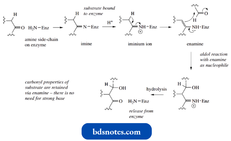 Nucleophilic Reactions Involving Enolate Enzymic Aldol Reaction