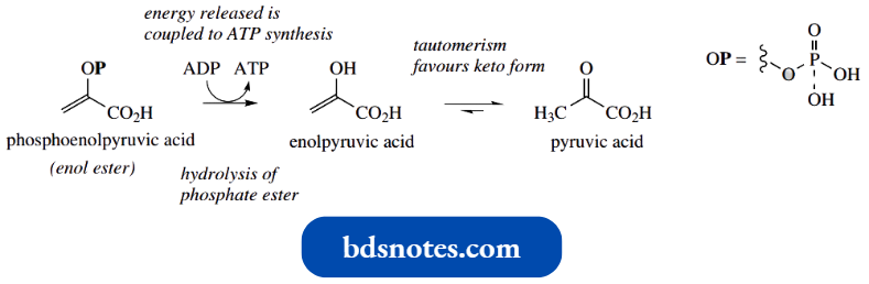 Nucleophilic Reactions Involving Enolate Glycolytic Pathway