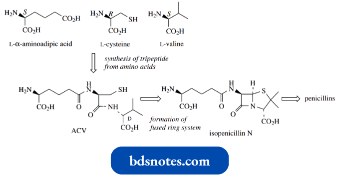 Nucleophilic Reactions Involving Enolate Penicillin Antibiotics