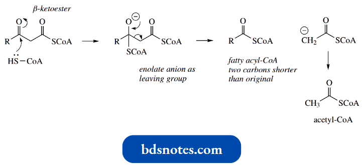 Nucleophilic Reactions Involving Enolate The Beta Ketothioester Then Suffers A Reverse Claisen Reaction