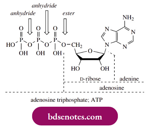 Nucleophilic Reactions Of Carbonyl Groups Adenosine t Riphosphate