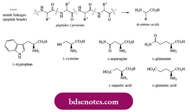 Nucleophilic Reactions Of Carbonyl Groups Amide Hydrolysis Peptides And Proteins