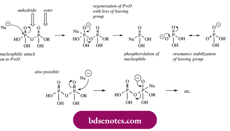 Nucleophilic Reactions Of Carbonyl Groups As Common In Enzyme-Controlled Reactions As Attack On The Terminal Phosphate