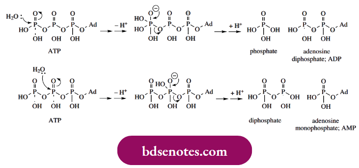 Nucleophilic Reactions Of Carbonyl Groups Hydrolysis Of ATP to ADP Is Rationalized As Nucleophilic
