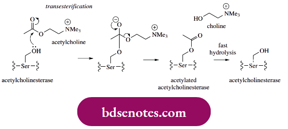 Nucleophilic Reactions Of Carbonyl Groups Inhibitors Of Acetylcholinesterase