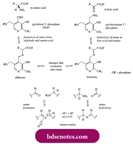 Nucleophilic Reactions Of Carbonyl Groups Nitrogen As A Nucleophile Imines And Enamine