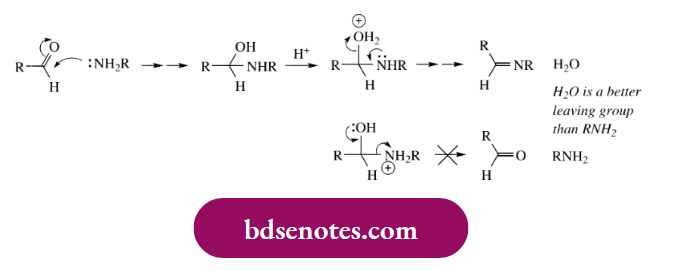 Nucleophilic Reactions Of Carbonyl Groups Reaction Of Amines With Aldehydes Or Ketones Led To Imine Formation