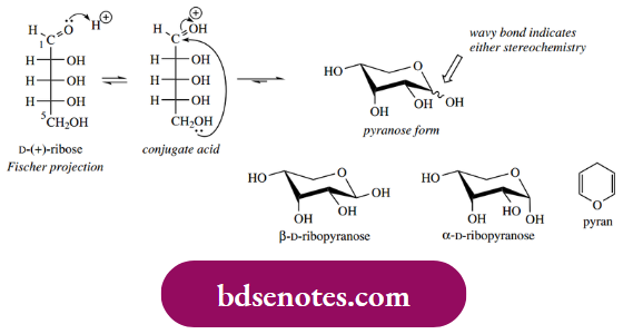 Nucleophilic Reactions Of Carbonyl Groups The Two Anomeric Forms Are Ribofuranose