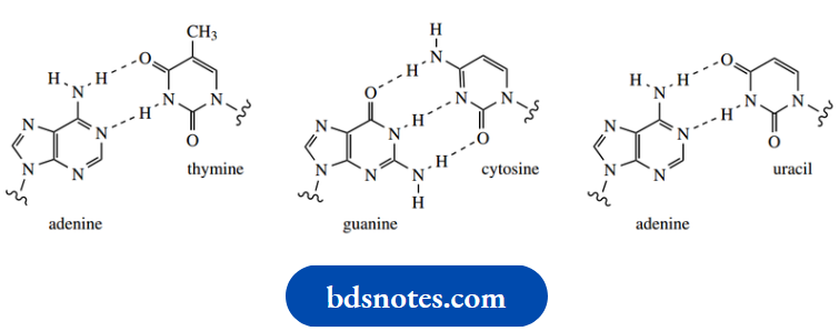 Nucleosides Nucleotides And Nucleic Acids Adenine And Guanine