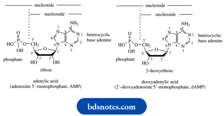 Nucleosides Nucleotides And Nucleic Acids Adenylic Acid And Deoxyribose Acid