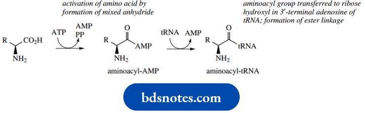 Nucleosides Nucleotides And Nucleic Acids Aminoacyl AMP