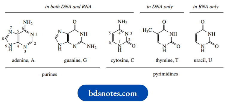 Nucleosides Nucleotides And Nucleic Acids Bases