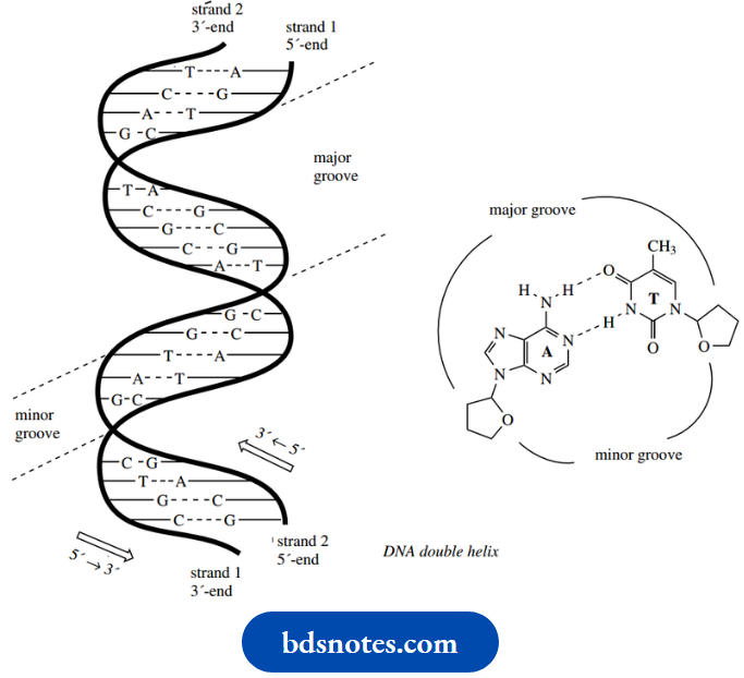 Nucleosides Nucleotides And Nucleic Acids DNA Double Helix
