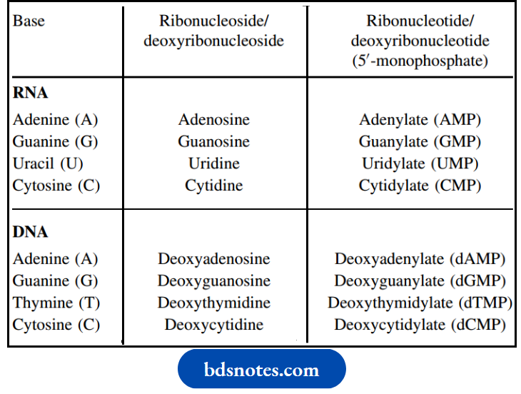 Nucleosides Nucleotides And Nucleic Acids Nomenclature Of Bases Nucleosides And Nucleotides