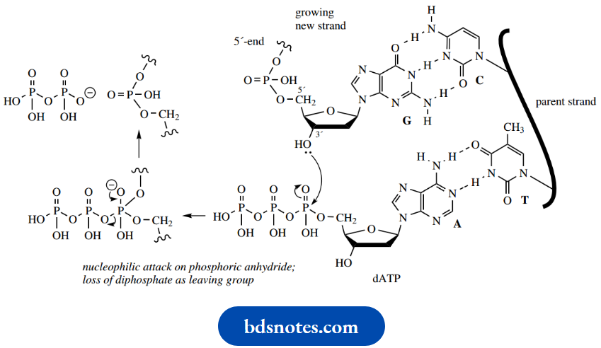 Nucleosides Nucleotides And Nucleic Acids Nucleophilic Attack On Phosphoric Anhydride