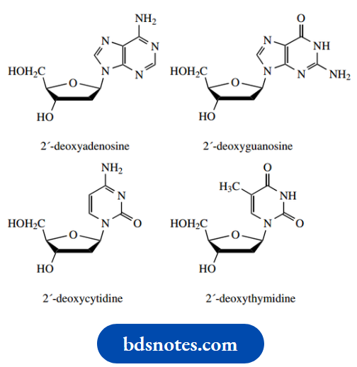 Nucleosides Nucleotides And Nucleic Acids Nucleosides In DNA