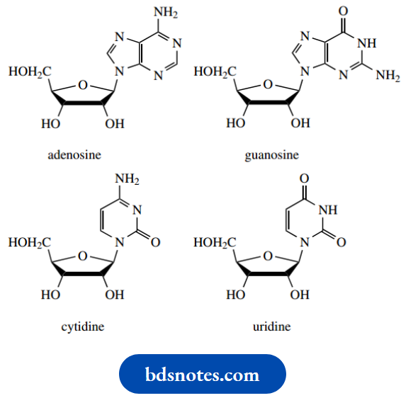 Nucleosides Nucleotides And Nucleic Acids Nucleosides In RNA