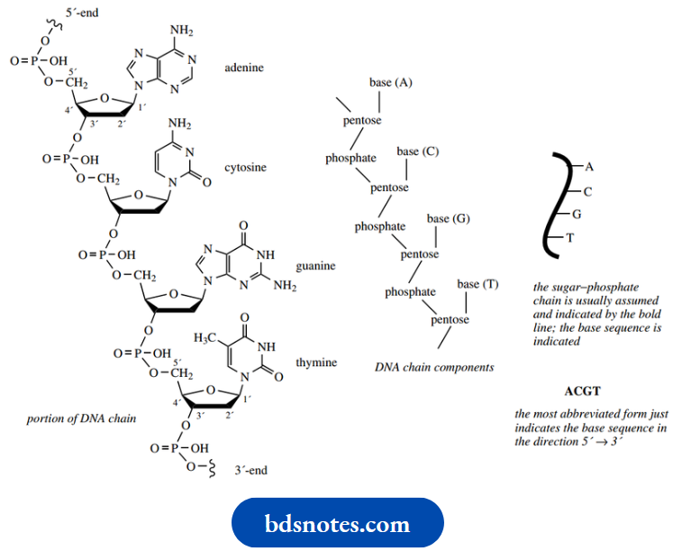Nucleosides Nucleotides And Nucleic Acids Portion Of DNA Molecule