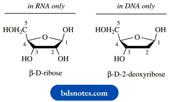 Nucleosides Nucleotides And Nucleic Acids Sugars