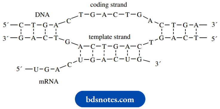 Nucleosides Nucleotides And Nucleic Acids Transcription Of DNA To mRNA