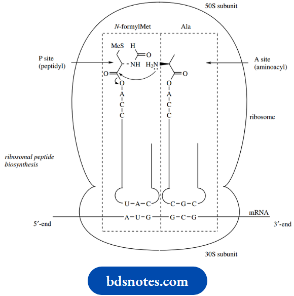 Nucleosides Nucleotides And Nucleic Acids Translation Of mRNA Protein Synthesis