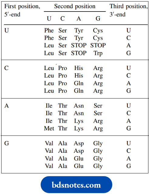 Nucleosides Nucleotides And Nucleic The Genetic Code mRNA Sequences
