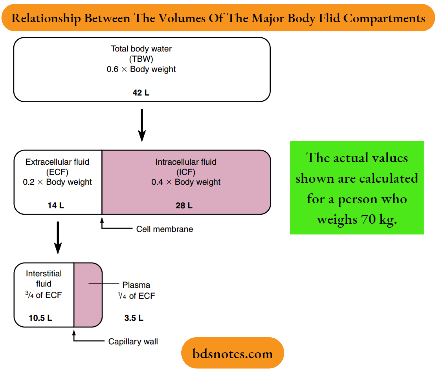 Physiology Of Body Fluids Relationship Between the Volumes Of The Major Body Fluid Compartments