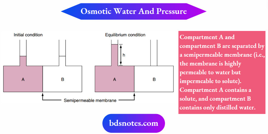Physiology Of Body Fluids Schematic Representation Of Osmotic Water Movement And The Generation Of An Osmotic Pressure