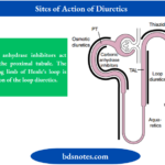 Physiology Of Diuretic Action Sites Of Action Of Diuretics And Aquaretics Along The Nephron
