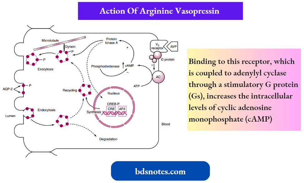 Regulation Of Body Fluid Osmolality Action Of Arginine Vasopressin