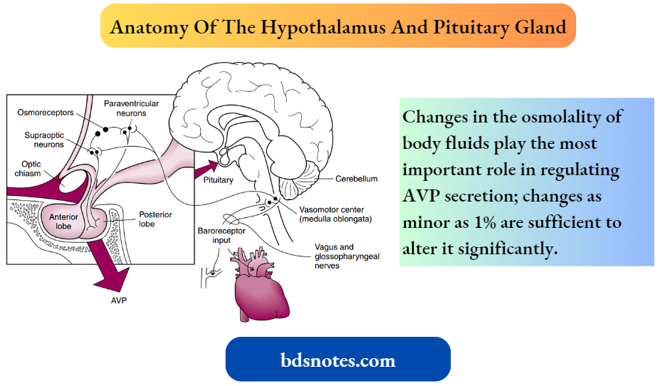 Regulation Of Body Fluid Osmolality Anatomy Of The Hypothalamus And Pituitary Gland