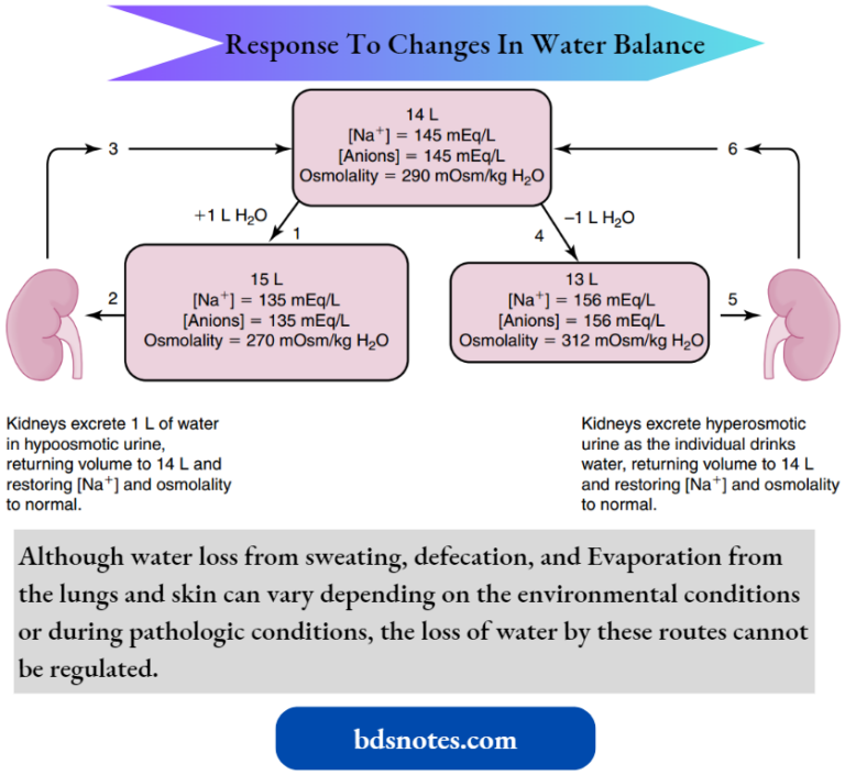 Regulation Of Body Fluid Osmolality Regulation Of Water Balance - BDS Notes